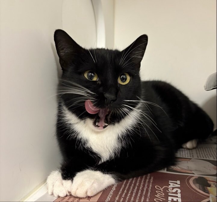 Picture of the Animal Listed